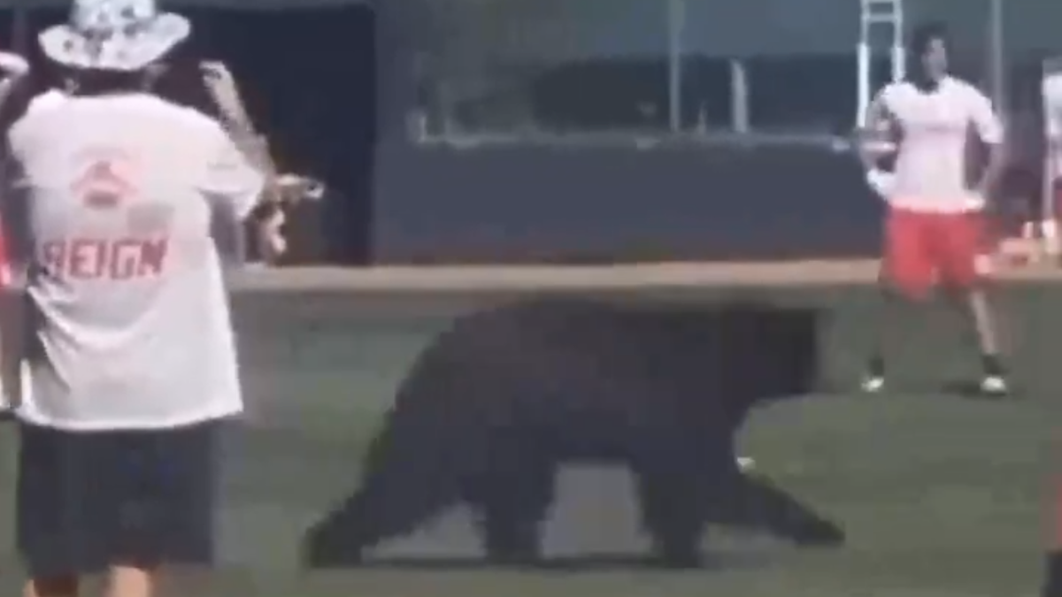 Black Bear Walks Through California HS Football Workout